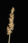 Owlfruit sedge